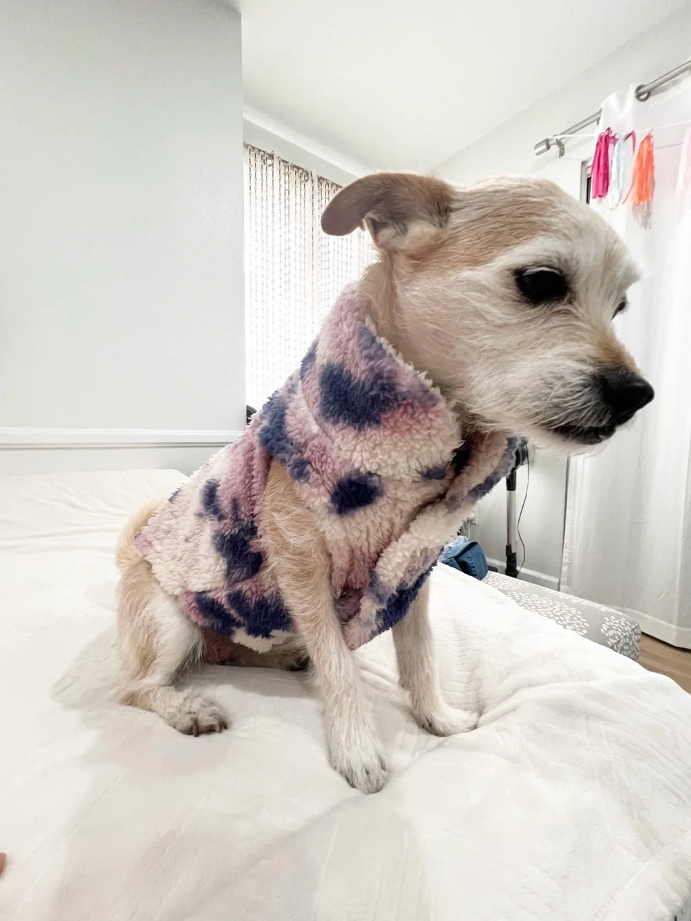 Fleece Small Pet Hooded Coat in Cream, Pink & Navy- size small